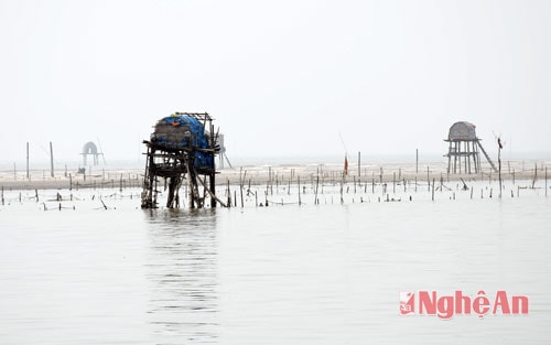 Vùng nuôi ngao của ông Khang rộng gần 30 ha, mỗi năm khai thác trên 500 tấn ngao thương phẩm.