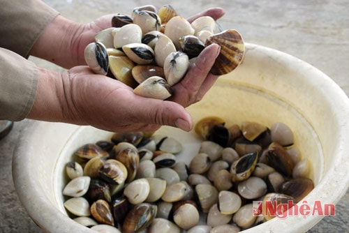 Hàng ngày có hơn 10 lao động khai thác ngao cho ông Thái Bá Khang, toàn bộ sản phẩm khai thác được, thương lái thu mua vận chuyển đi tiêu thụ khắp nơi.