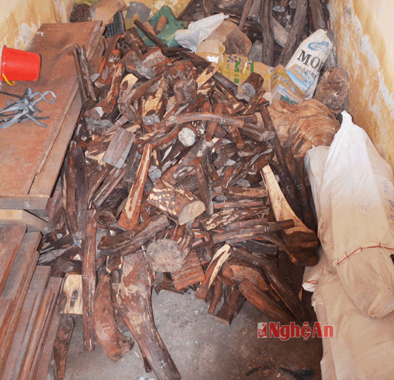Lô hàng 1.153kg gỗ trắc hiện được tạm giữ trong kho của Đội Kiểm lâm cơ động và PCCR số 1.