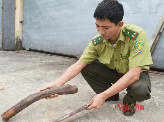 Theo Kiểm lâm viên Nguyễn Viết Học, số gỗ trắc này thuộc nhóm  N2A, là loại cành ngọn tận dụng trong dân.