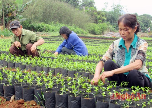 Chị tình....