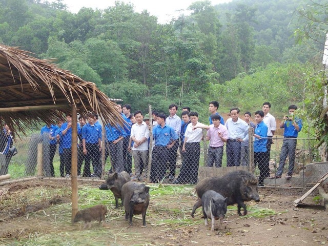 Mô hình nuôi lợn rừng trong nhiều năm qua đã mang đến nguồn thu nhập cao cho bà con.