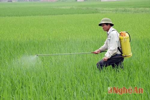 Nông dân xã Hưng Tân, huyện Hưng Nguyên phun thuốc trừ bệnh đạo ôn trên lúa xuân.