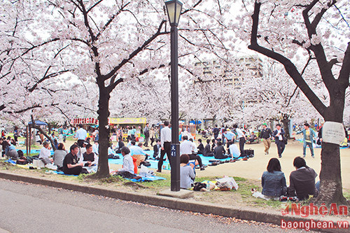 Gác lại những ngày bận rộn, người Nhật tụ hội dưới những cây Anh đào để trò chuyện, hát cho nhau nghe và thưởng thức những món ăn mùa Xuân.