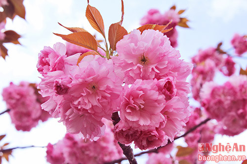 Yaezakura thường nở muộn hơn so với các loại hoa Anh đào khác. Nó có vẻ đẹp cao sang bởi các lớp cánh chồng lên nhau mềm mại như nhung.
