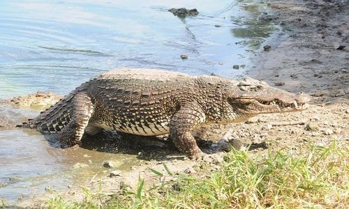 Cá sấu có thể nằm im, chờ đợi con mồi đi ngang qua rồi bất nhờ kéo mồi săn xuống dưới nước và xé xác. Năm 2014, một nghiên cứu về hóa thạch cho thấy cá sấu hiện đại kế thừa bản năng sát thủ từ tổ tiên thời cổ đại. Nhưng khả năng con người chết do ong đốt cao hơn so với cá sấu tấn công. Ảnh: Stave Zack.