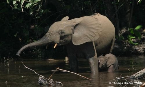 Loài voi không phải luôn thân thiện, trừ khi chúng được thuần hóa. Voi giết chết hơn 500 người mỗi năm trên toàn thế giới. Voi châu Phi thường nặng khoảng 7,3 tấn, đủ để nghiền nát bất kỳ con vật nào dưới chân mà không cần phải dùng đến cặp ngà nhọn hoắt. Ảnh: Thomas Breuer.