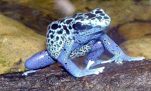 Lưng của những con ếch mũi tên độc (Poison Dart Frog) tiết ra một loại chất độc thần kinh dạng nhớt, khiến kẻ thù phải tránh xa. Mỗi con ếch tạo ra đủ lượng chất độc giết chết 10 người. Ảnh: Wikipedia.