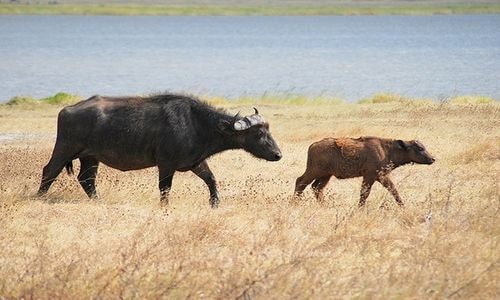 Khi đối mặt với động vật ăn thịt, trâu Cape thường dùng cặp sừng to nhọn hoắt. Bạn rất dễ gặp nguy hiểm nếu bị một đàn trâu hàng nghìn con đuổi theo. Ảnh: Wikipedia.