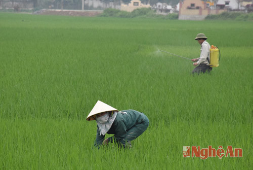 Nông dân xã Hưng Tân, huyện Hưng Nguyên chăm sóc lúa, kết hợp phun thuốc trừ bệnh đạo ôn.