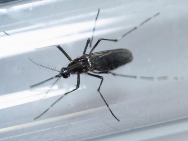 Giống muỗi edes aegypti trong ống nghiệm phục vụ nghiên cứu ngăn chặn sự lây lan của virus Zika tại Phòng thí nghiệm ở Guadalupe, Mexico ngày 8/3. Ảnh: Reuters.