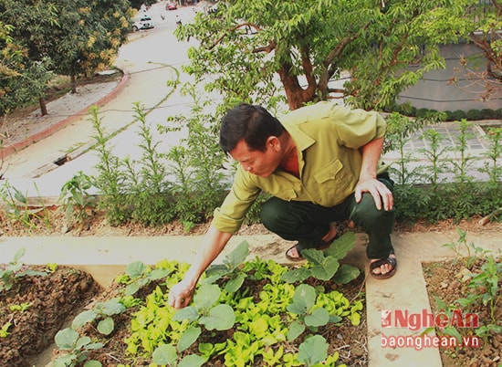 Chủ nhân của vườn rau này là ông Nghĩa, một cán bộ công an về hưu