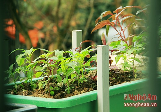 Rau được người dân trồng bên cửa sổ, vừa mát mắt lại vừa... có rau ăn.