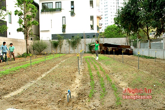 Đây được xem là vườn rau khủng nhất