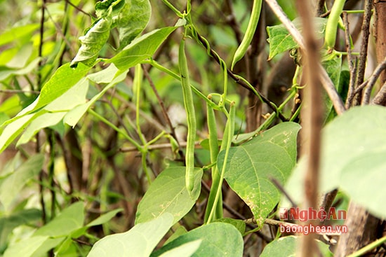 Đậu do bà Trầm trồng