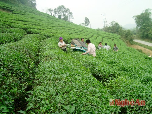 1-Với diện tích hơn 4200 ha, Thanh Chương đang là vựa chè của tỉnh. Sau 2 “đại nạn” nắng nóng giữa năm 2015 và rét hại đầu năm nay, sản lượng chè vụ xuân đạt thấp, khoảng 3 - 3,5 tấn/ha. Hiện, khắp các vùng chè dọc đường Hồ Chí Minh, bà con nông dân các xã trồng chè như Hạnh Lâm, Thanh An, Thanh Thủy, Thanh Mai… đang hăng hái thu hoạch chè.