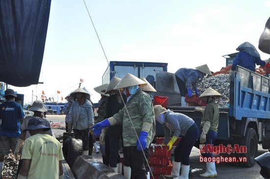 Lao động phổ thông có thể tham gia BHXH tự nguyện (trong ảnh: lao động bốc dỡ tại bến cá Cửa Hội)