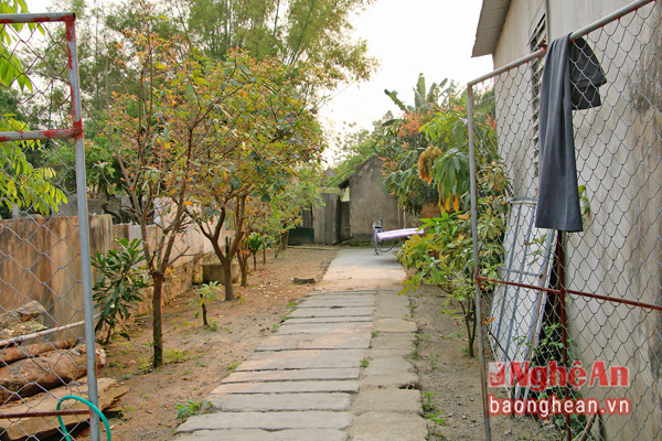 Phía trong lô đất hơn 803 m2 của một gia đình ở xóm 14, xã Nghi Phú (TP.Vinh) đến thời điểm hiện tại vẫn chưa chấp nhận giá đền bù của dự án.