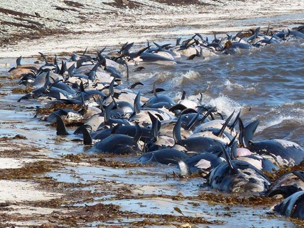  Hơn 400 con cá voi chết tập thể ở Falklands.