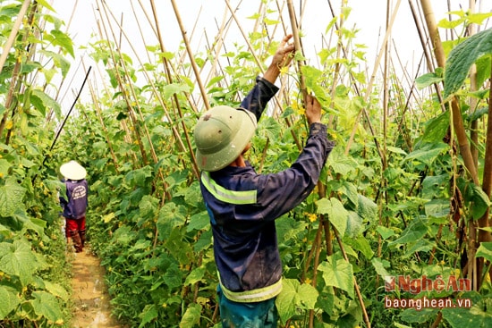 Vụ xuân năm nay, gia đình anh Trần Văn Bình xóm 7 xã Tường Sơn trồng 3 sào dưa chuột trên đất ruộng. Anh Bình cho biết: Do thời tiết rét đậm từ đầu vụ do vậy diện tích dưa của gia đình anh phải gieo trỉa lại nhiều lần. Tuy nhiên đến thời điểm này toàn bộ diện tích dưa đã cho thu hoạch.