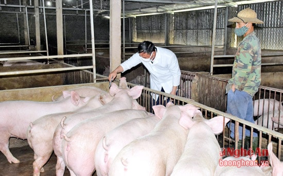 Cán bộ thú y huyện Tân Kỳ tiêm phòng vắc-xin tụ huyết trùng và dịch tả tại trang trại lợn của chị Trần Thị Nga, xã Tân Phú.