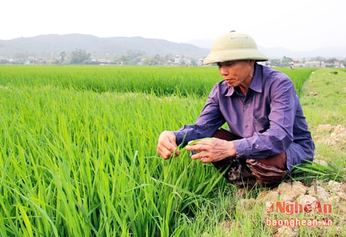 Nghi Mỹ đưa nhiều giống lúa năng suất và chất lượng cao vào canh tác như AC5, Thiên Ưu. Ảnh: Hà Chi