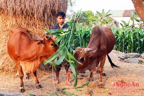 Nhiều hộ gia đình ở Nghi Mỹ phát triển chăn nuôi bò hàng hóa. Ảnh: Hà Chi