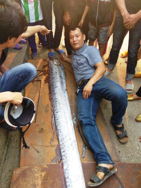 Con cá này dài