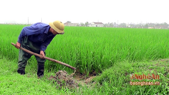 Nông dân xã Mã Thành điều tiết nước tưới vào ruộng