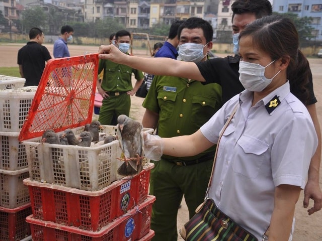 Số chim bồ câu bị lực lượng chức năng bắt giữ.