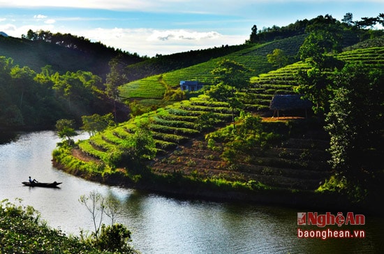 Những đồi chè sáng lên trong nắng sẽ làm bạn bất ngờ bởi sắc xanh như ngọc. Thanh An có con đập Cầu Cau nên các đồi chè đã trở thành đảo khi nước đập dâng tràn