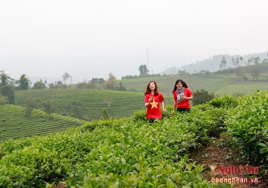 Sự quyến rũ của đảo chè thu hút rất nhiều bạn trẻ đến với vùng đất này