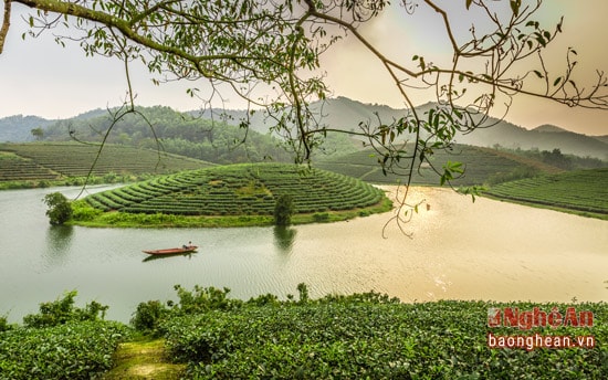 vẻ đẹp mê hoặc của đảo chè vào ban mai