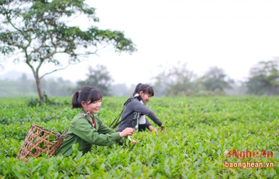 Đi trên đồi chè, bạn sẽ bất ngờ gặp những gương mặt thiếu nữ trẻ trung, rắn rỏi tràn đầy sức sống đang thu hái chè