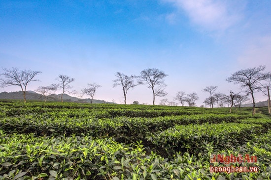 Còn đây là vùng chè Thanh Thủy