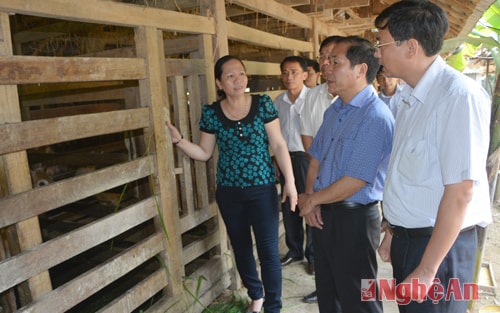 Tìm hiểu cách thức nuôi hươu tại hộ gia đình Hương Luật, thôn Lâm Đồng, xã Sơn Lâm