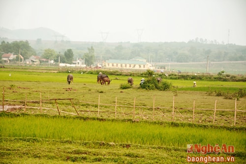 Phân lớn diện tích vùng đồng Má (xứ đồng đang chuẩn bị được thu hồi) người dân bỏ hoang không canh tác từ nhiều năm nay.