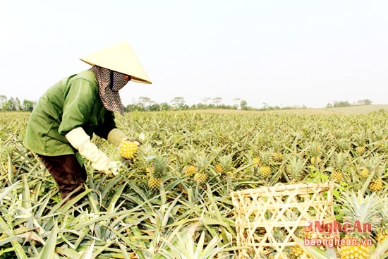 Chị Nguyễn Thị Mỹ, ở xã Quỳnh Thắng phấn khởi nói: Dứa đầu vụ năm nay giá tương đối cao, 6-7 nghìn đồng/kg tại ruộng. So với cùng kỳ năm ngoái cao 3- 4 nghìn đồng/kg. Gia đình tôi trồng 2 ha dứa giống Queen, giống này quả to, ngọt và cho năng suất cao hơn giống dứa Cayenne trước đây.