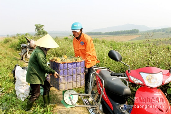 Trên các đồi dứa, sau khi nông dân thu hoạch xong, các thương lái đến tận ruộng thu mua cho bà con. Trong ảnh: Anh Nguyễn Văn An, một thương lái ở huyện Nghĩa Đàn thu mua dứa cho nông dân.