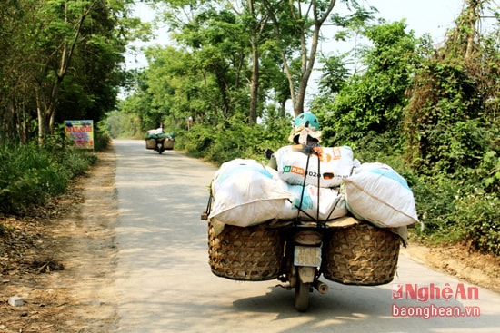 Quỳnh Lưu có hơn 700 ha diện tích trồng dứa. Hiện nay, dứa Quỳnh Lưu được bày bán ở khắp các khu chợ trong và ngoài huyện và các tỉnh, thành phố khác trong nước.