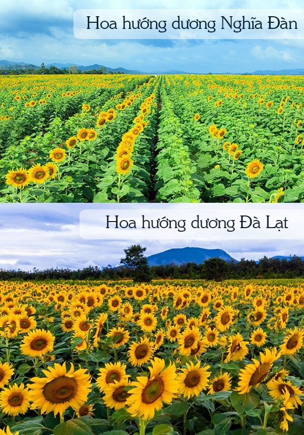 nd - dl.jpg