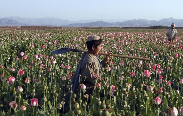 Cậu bé đi trên cánh đồng cây thuốc phiện ở Afghanistan.