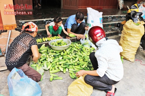 Nông dân Anh Sơn nhập dưa chuột cho thương lái.