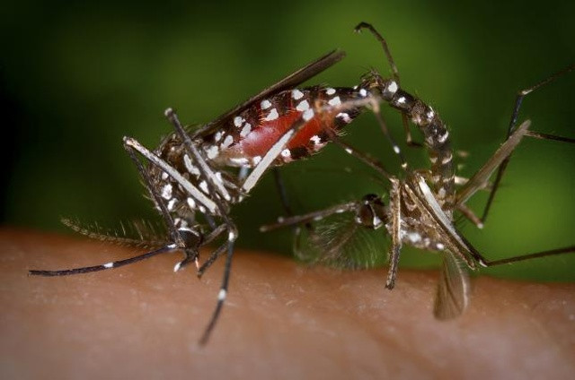 1 cặp muỗi Aedes albopictus đang giao phối trong phòng thí nghiệm của Trung tâm Kiểm soát dịch bệnh Hoa Kỳ (CDC) năm 2003.