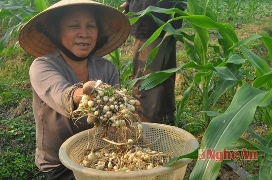 Niềm vui được mùa hành tăm của gia đình ông Hà Văn Ái, xóm Nhân Hòa Bình Thuận, xã Nghi Long. Gia đình có 2 sào đất làm luân phiên thuốc Lào, hành tăm và rau cải vụ đông, trong đó riêng hành tăm cho thu hoạch 15 triệu/sào