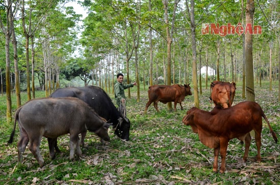 Phát huy thế mạnh chăn nuôi,toàn xã đã phát triển đạt 6 trang trại,22 gia trại chăn nuôi tổng hợp.Trong ảnh, mô hình chăn nuôi của hộ anh Hồ Bá Lân xóm Đô Lương quy mô 10 con trâu bò,3 ha cao su cho thu nhập 150-170 triệu đồng mỗi năm