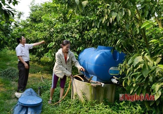 mô  hình trồng quýt PQ của hộ chị Nguyễn Thị Hương đươc đầu tư hệ thống bể chứa nước dưỡng ẩm, thu nhập 250-300 triệu đồng mỗi năm