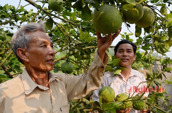 Mô hình trồng xem ổi, bưởi,cam còn khẳng định thế mạnh trên đất vườn đồi Tân An.Mô hình của ông Đậu Tiến Sỹ xóm Quỳnh Lưu hiện có hàng trăm gốc cam, ổi, bưởi cho thu nhập cao