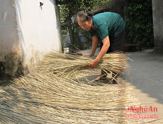 Mùa thu hoạch cói