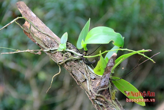 Phong lan là một trong những loài thực vật ký sinh đa dạng trong những khu vực rừng nhiệt đới, đặc biệt là Khu bảo tồn thiên nhiên Pù Hoạt.